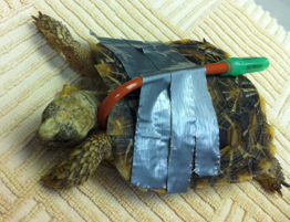 Tortoise at Dewdney Animal Hospital