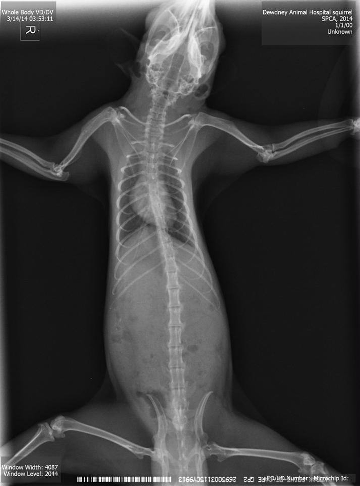 Squirrel X-Ray
