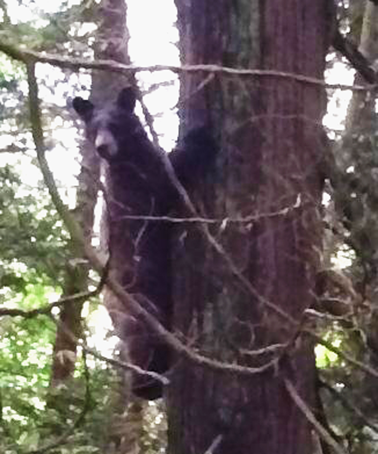 Bear in Rock Ridge, British Columbia