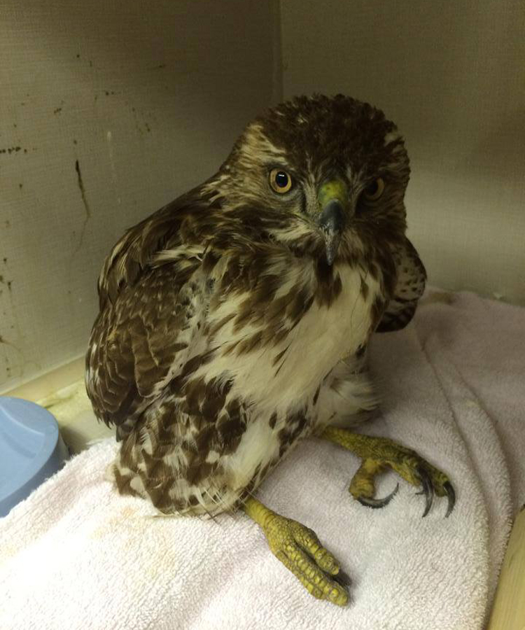 A juvenile hawk at Dewdney Animal Hospital