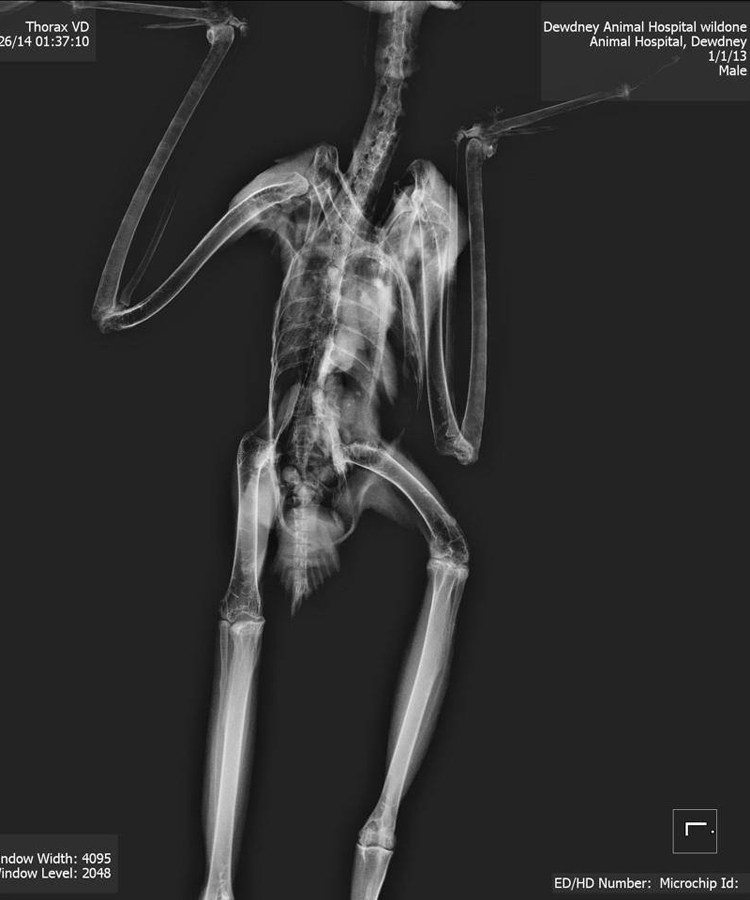 X-Ray of a juvenile hawk at Dewdney Animal Hospital