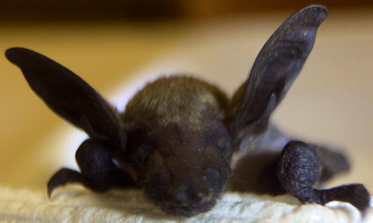 Baby bat at Dewdney Animal Hospital