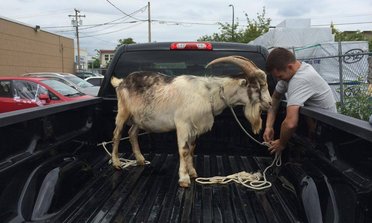 Goat getting loaded into his owner's truck