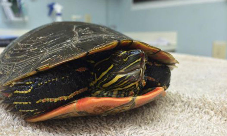 Western Painted turtle at Dewdney Animal Hospital