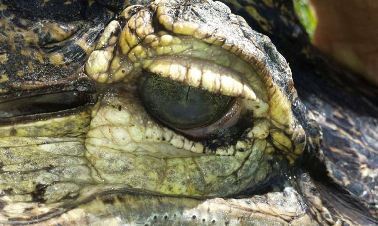 Alligator with eye ulcers at Dewdney Animal Hospital