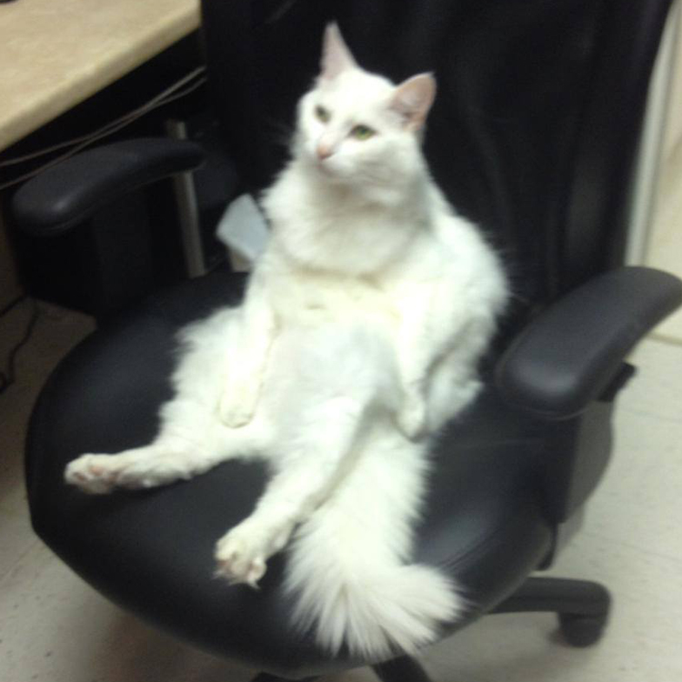 Cat sitting on a chair in a human-like way at Dewdney Animal Hospital
