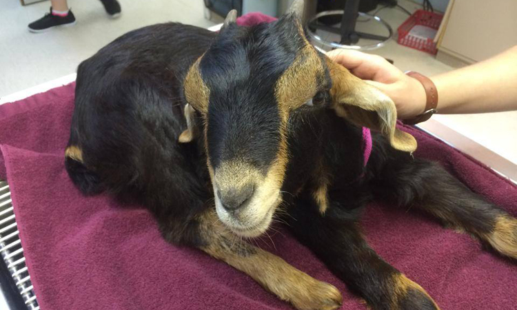 Goat at Dewdney Animal Hospital