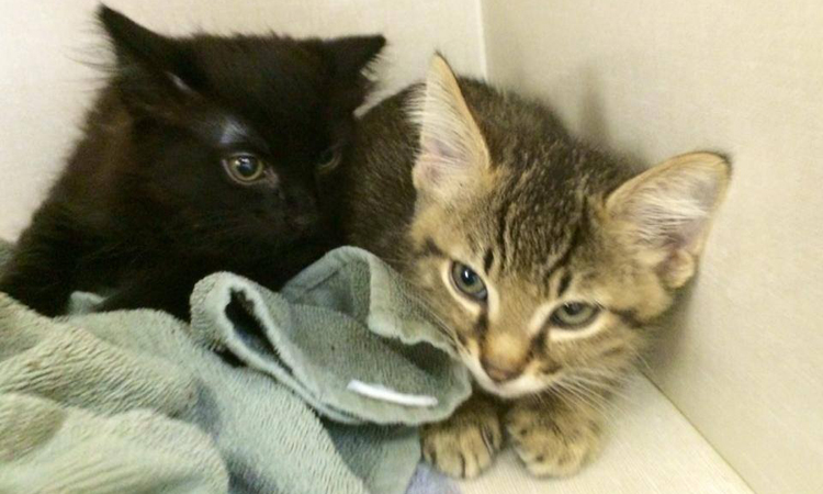 Two kittens at Dewdney Animal Hospital