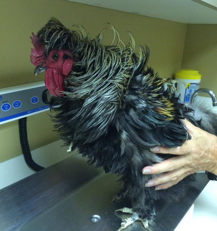Chicken at Dewdney Animal Hospital