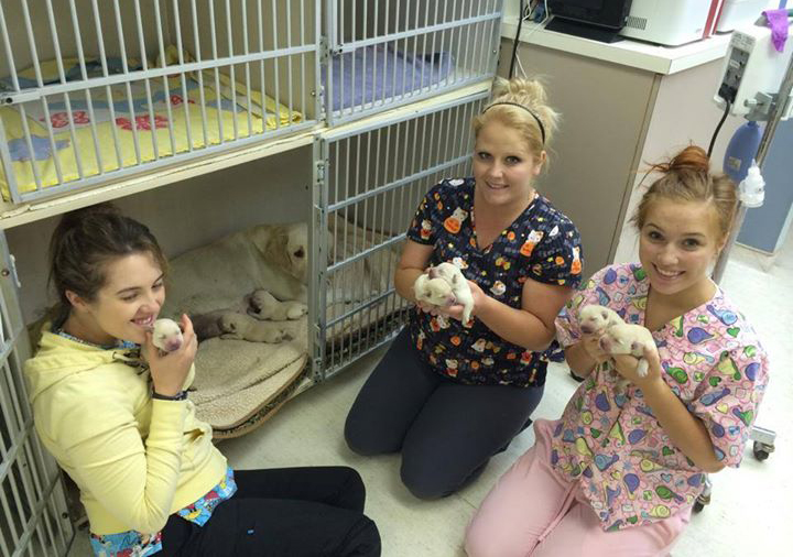Puppies with Dewdney Animal Hospital staff
