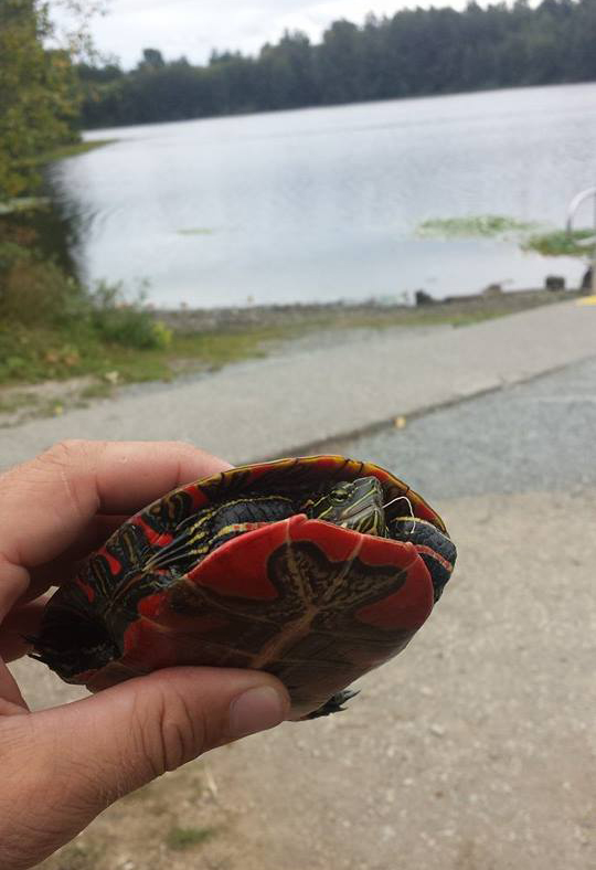 Western Painted Turtle discovered with a fishing hook lodged in its throat