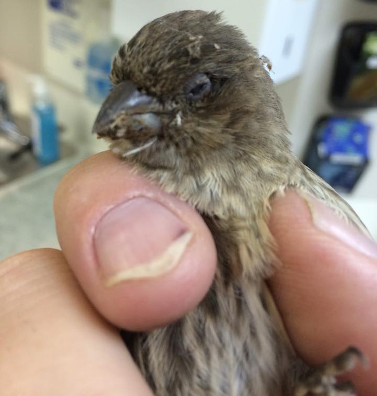 Bird at Dewdney Animal Hospital