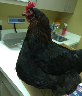 Chicken at Dewdney Animal Hospital