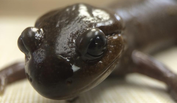 Salamander at Dewdney Animal Hospital