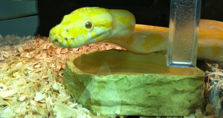 Snake being fostered at Dewdney Animal Hospital after being abandoned in B.C.
