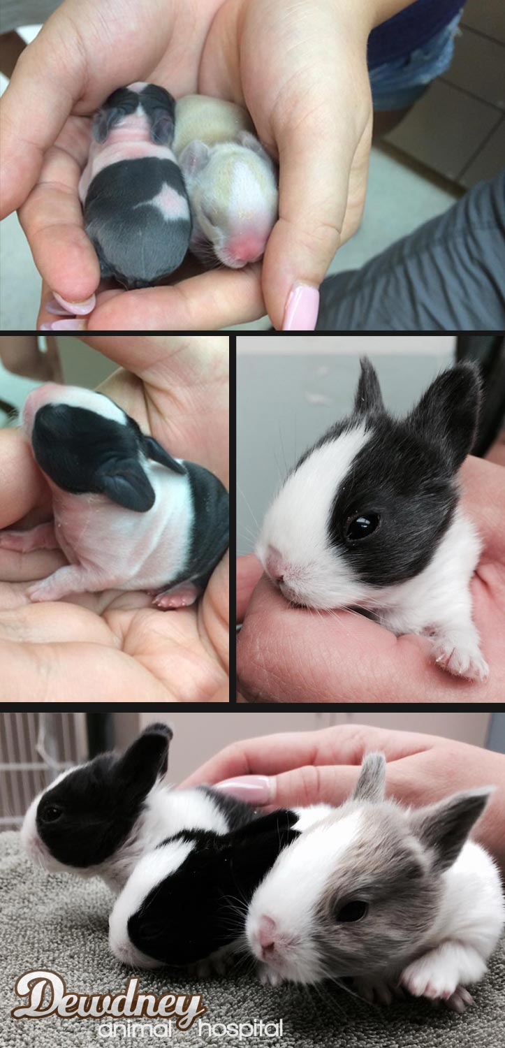 a collage of baby bunny pictures