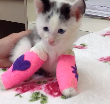 Kitten at Dewdney Animal Hospital