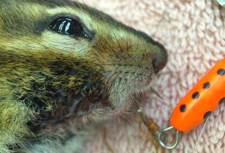 A chipmunk with on a fishing hook at Dewdney Animal Hospital