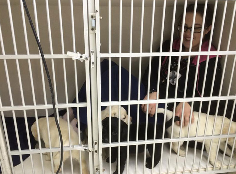 Staff member in kennel with puppies