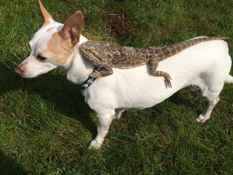 Lizard riding a dog