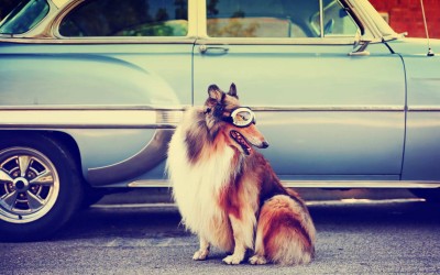Burning Alive: What Happens to Your Dog in a Hot Car