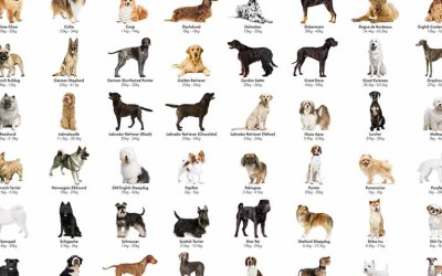 How to Pick a Dog Breed