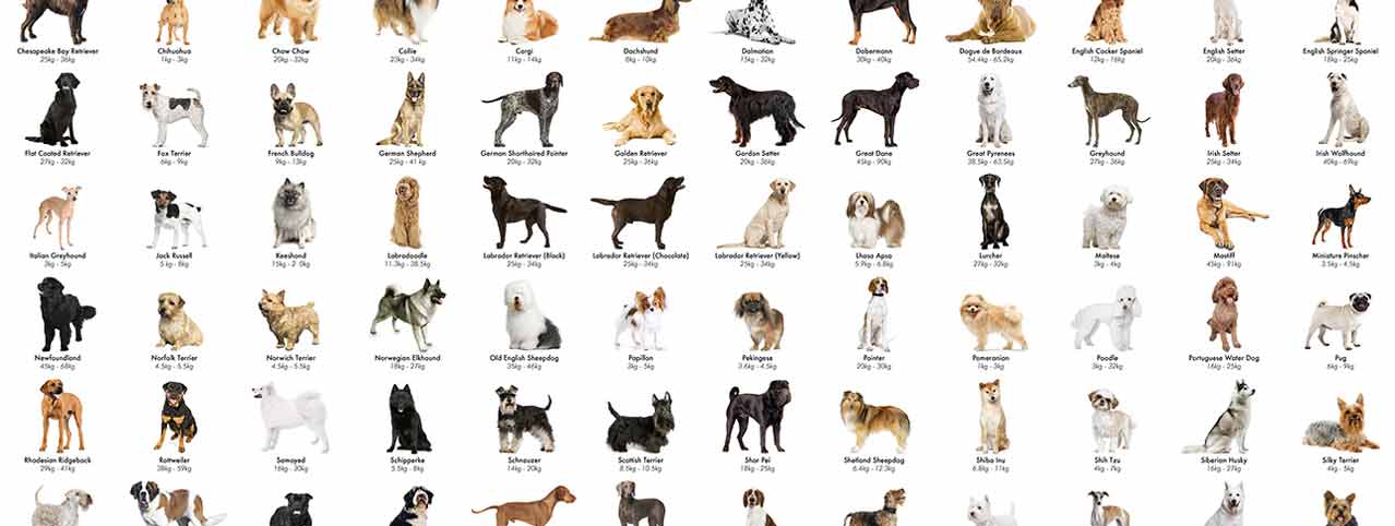 Породы собак с фотографиями и названиями средних и маленьких размеров для дома