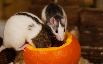 Why RATS Make the BEST Pets
