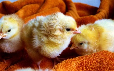 Backyard Chickens: Are they right for your family?